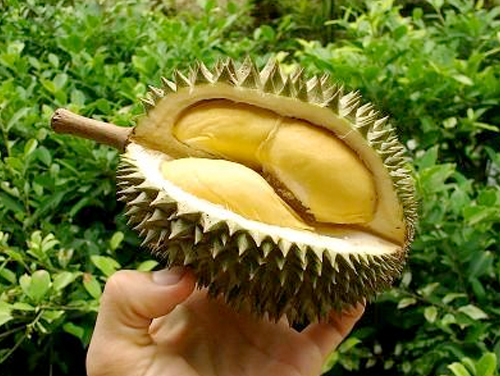 Durian_Film_by_Les_Blank
